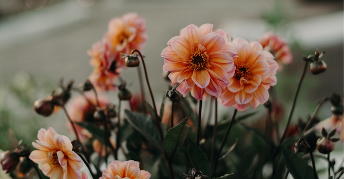 60 Minute In-Person Couples/Family Therapy